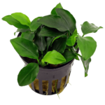 anubias nana