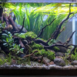 Aquascape Nature Style