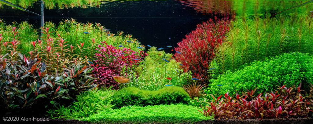 aquascape dutch style