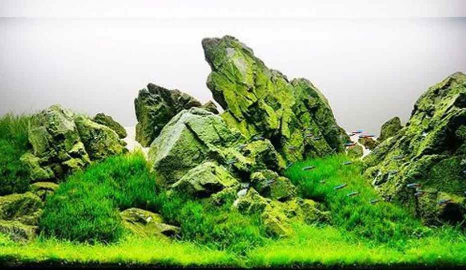 batu aquascape