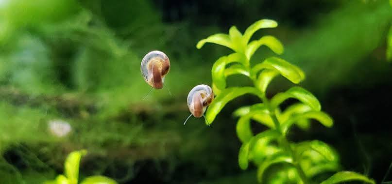 hama aquascape