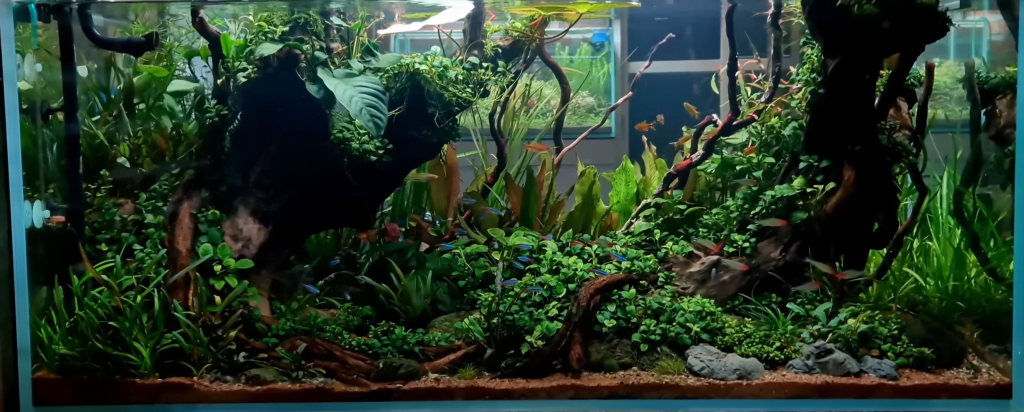 ikan hias aquascape