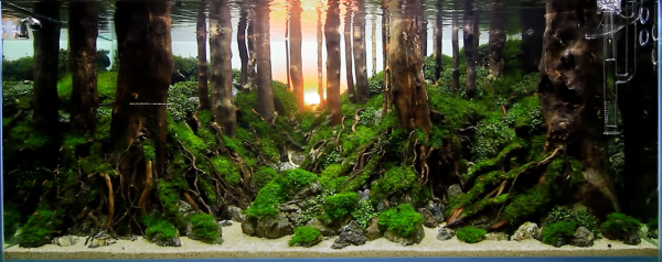 jungle style nickz aquascape