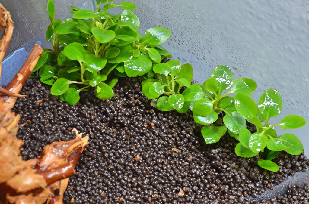 soil aquascape