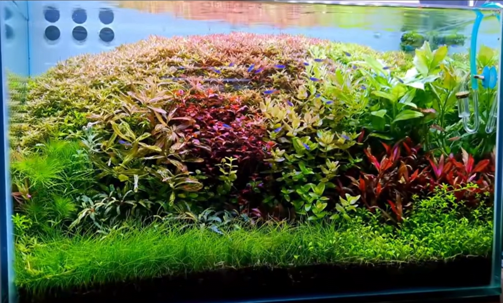 tanaman aquascape