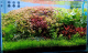 tanaman aquascape