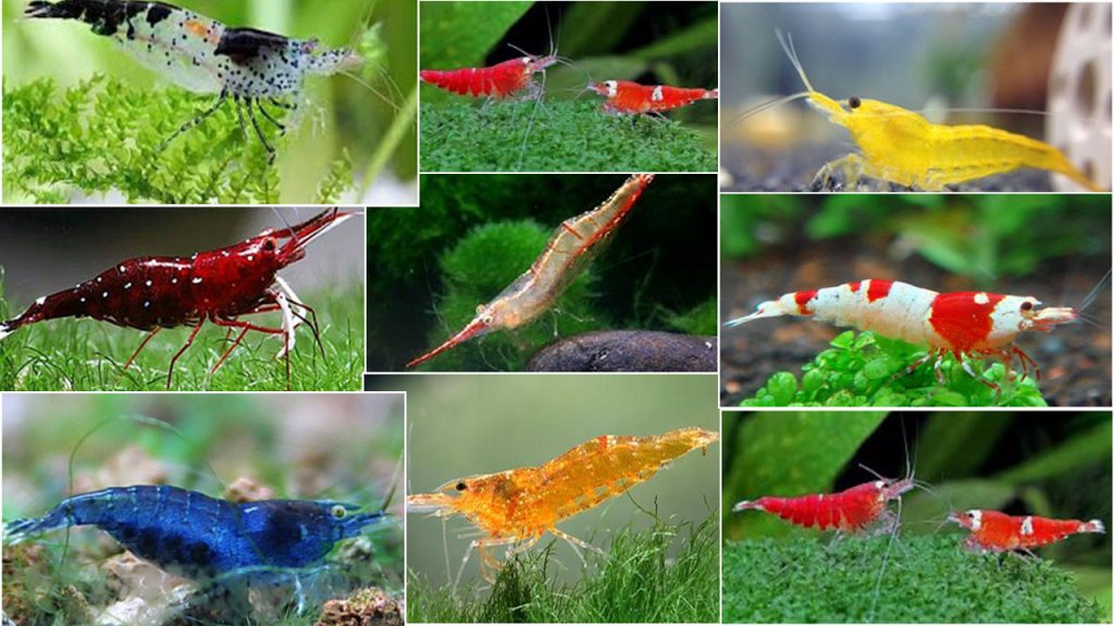 udang hias aquascape
