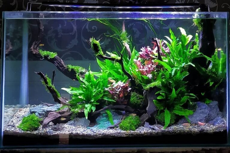 Aquascape Pemula Low CO2