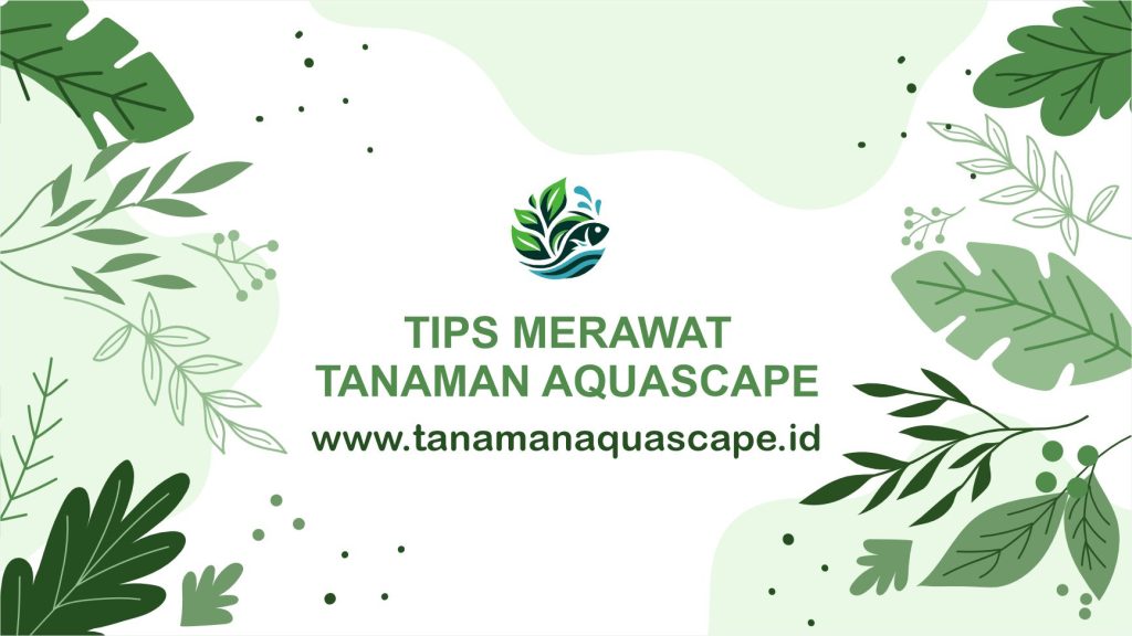 tips merawat tanaman aquascape