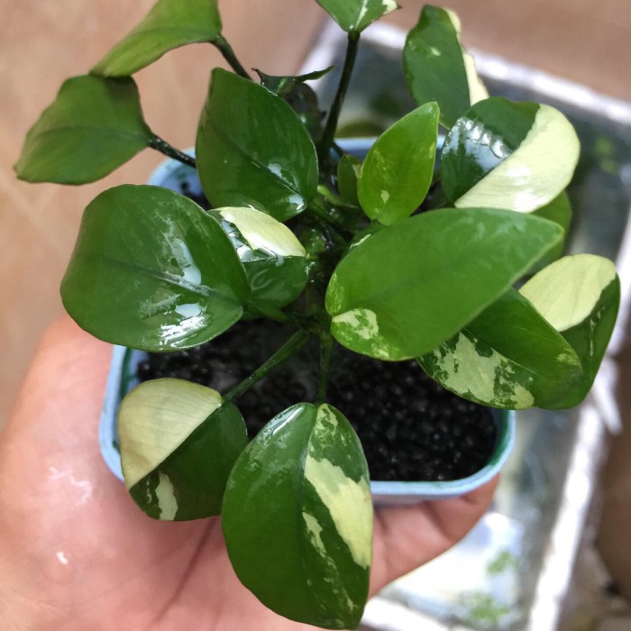 cara merawat anubias panda