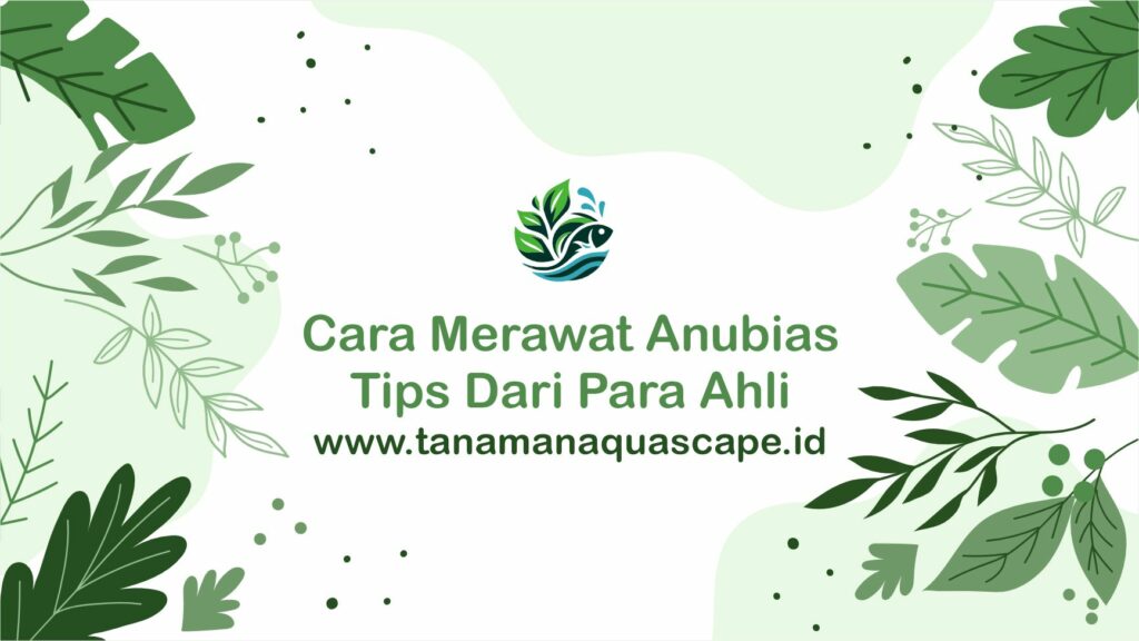 cara merawat anubias