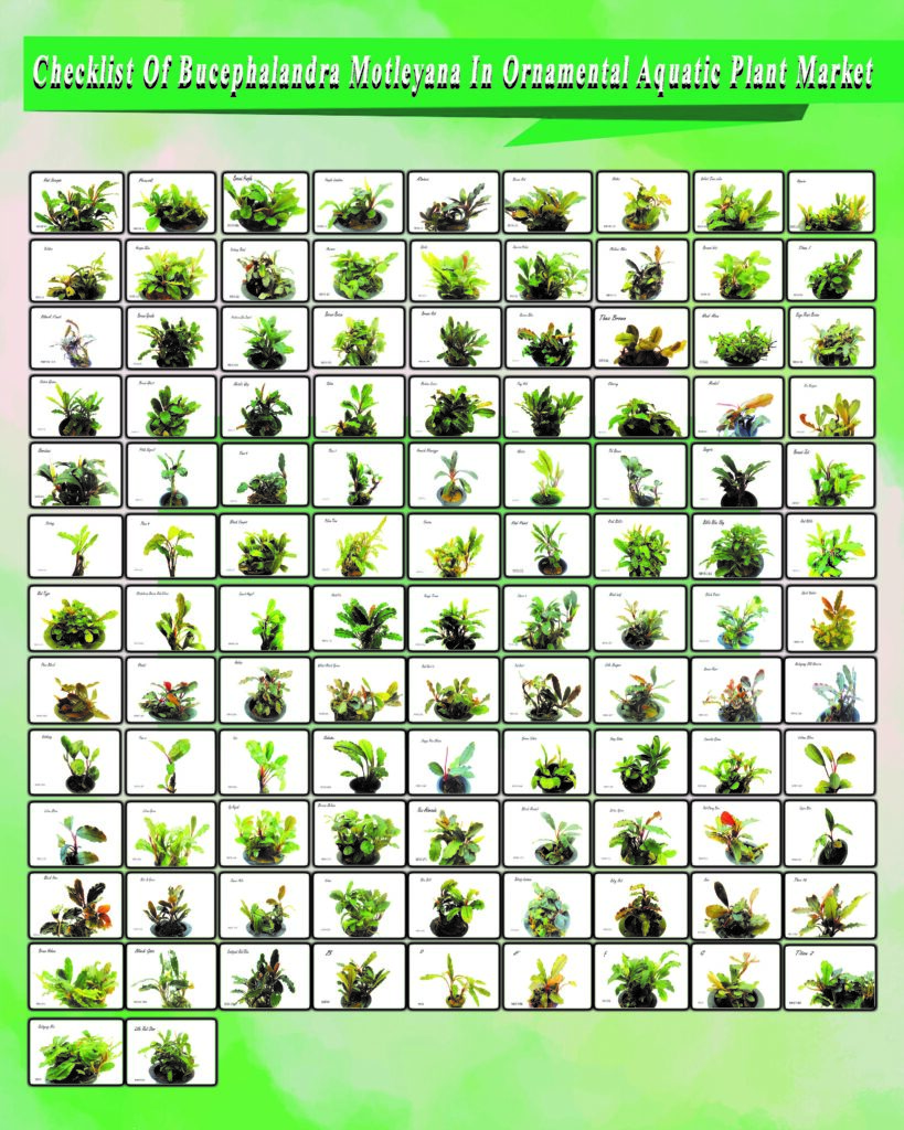 102 jenis bucephalandra