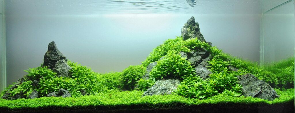 aquascape iwagumi