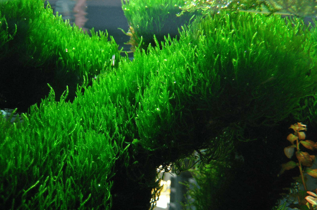 Flame Moss (Taxiphyllum sp. 'Flame')