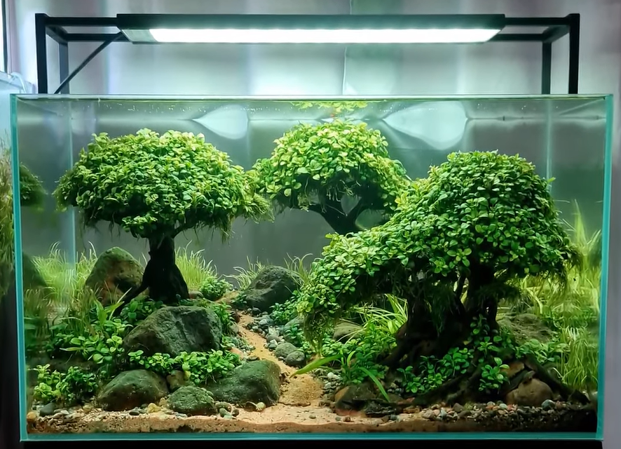 Manfaat Memiliki Keong Aquascape