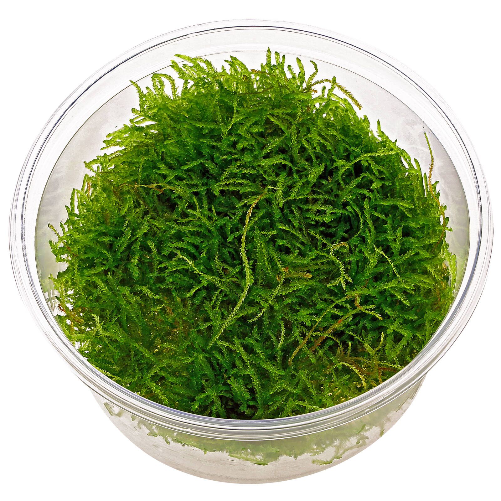 Java Moss (Taxiphyllum barbieri)