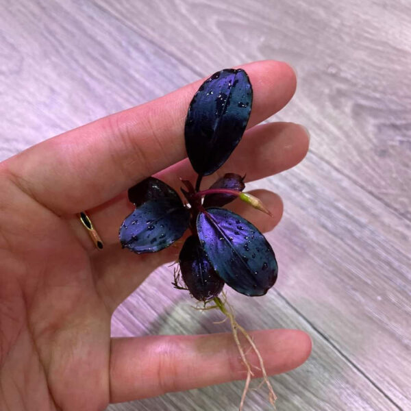 bucephalandra eclipse