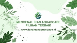 ikan aquascape