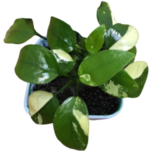 Anubias Panda
