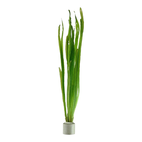 Vallisneria Natans