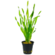 Vallisneria Spiralis