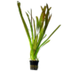 Vallisneria gigantea
