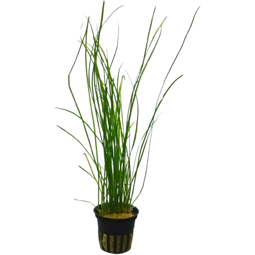 vallisneria nana