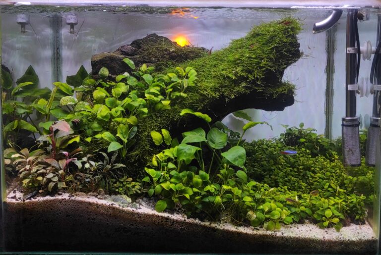 Cara Membuat Aquascape