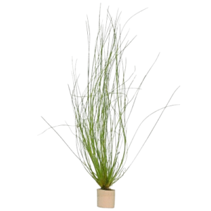 Eriocaulon Feather Duster