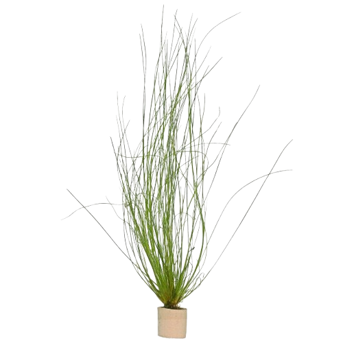 Eriocaulon Feather Duster