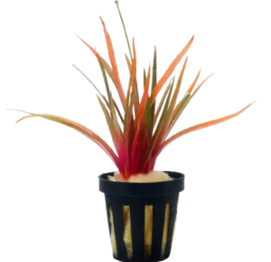 Eriocaulon quinquangulare