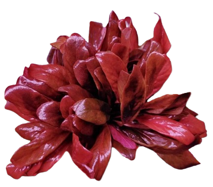 Lysimachia parvifolia