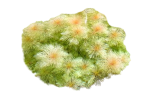 Myriophyllum matogrossense Golden
