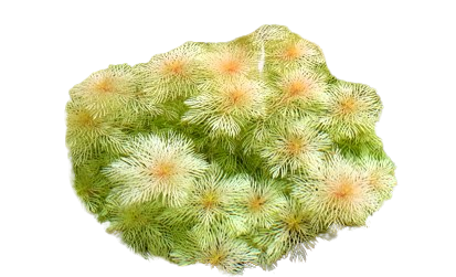 Myriophyllum matogrossense Golden