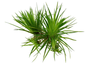 Eriocaulon sp. 'Vietnam'