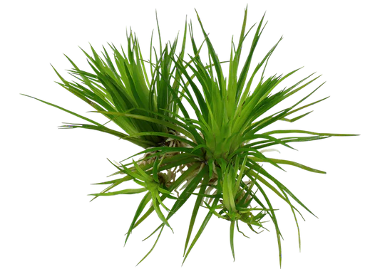 Eriocaulon sp. 'Vietnam'