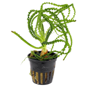 Crinum calamistratum