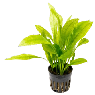 Echinodorus amazonicus Amazon Sword