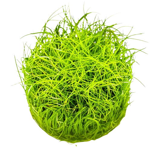 Eleocharis pusilla mini