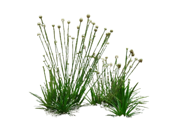 Eriocaulon cinereum
