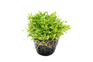 Glossostigma elatinoides