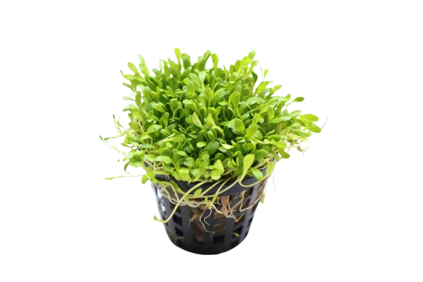 Glossostigma elatinoides