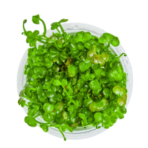 Marsilea hirsuta