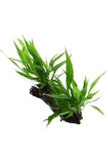 Microsorum pteropus Java Fern
