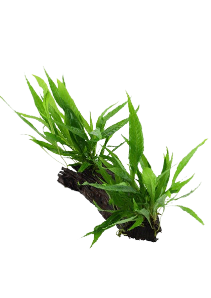 Microsorum pteropus Java Fern