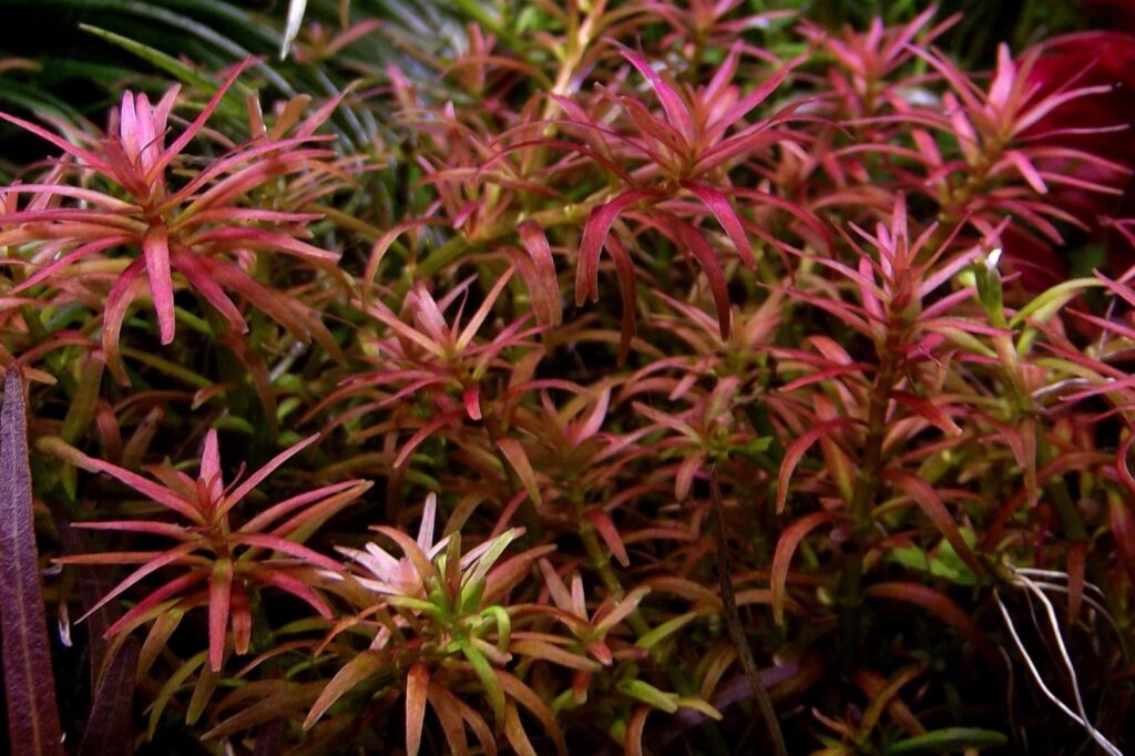 rotala mexicana goias