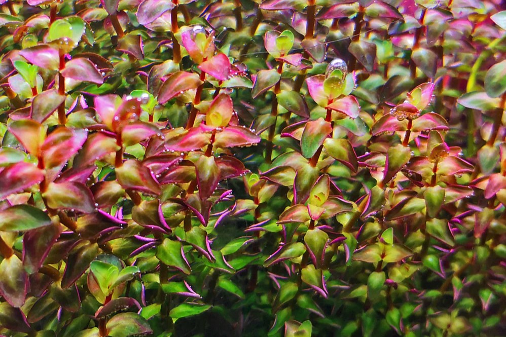 Rotala macrandra ‘Type 2’