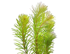 Rotala mexicana Bangladesh