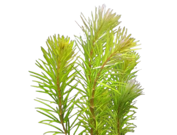 Rotala mexicana Bangladesh