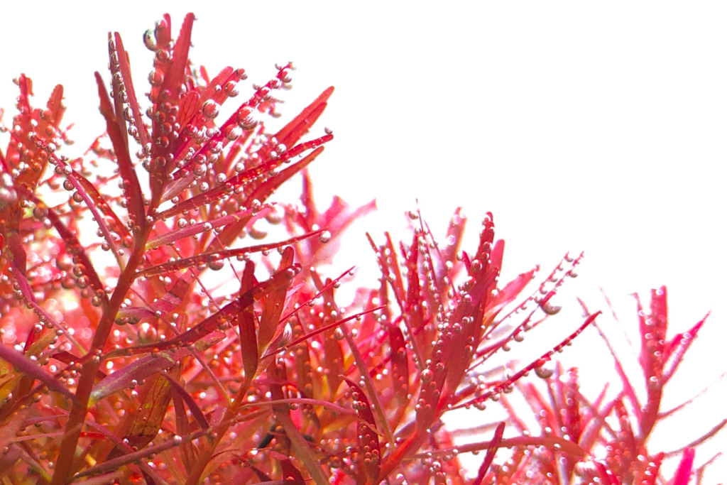Rotala rotundifolia H’ra